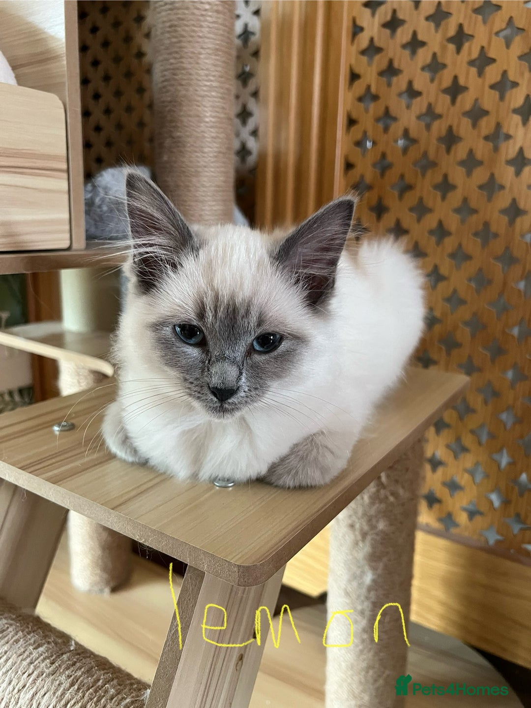 Ragdoll cats for sale: Ragdoll kittens - Image 5