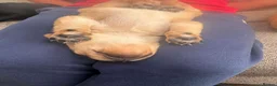 Labrador Retriever dogs for sale: Fox red little boy left  in Torpoint - Advert 3