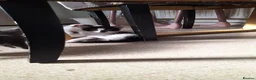Bengal cats for sale: Beautiful kittens for sale - Advert 14