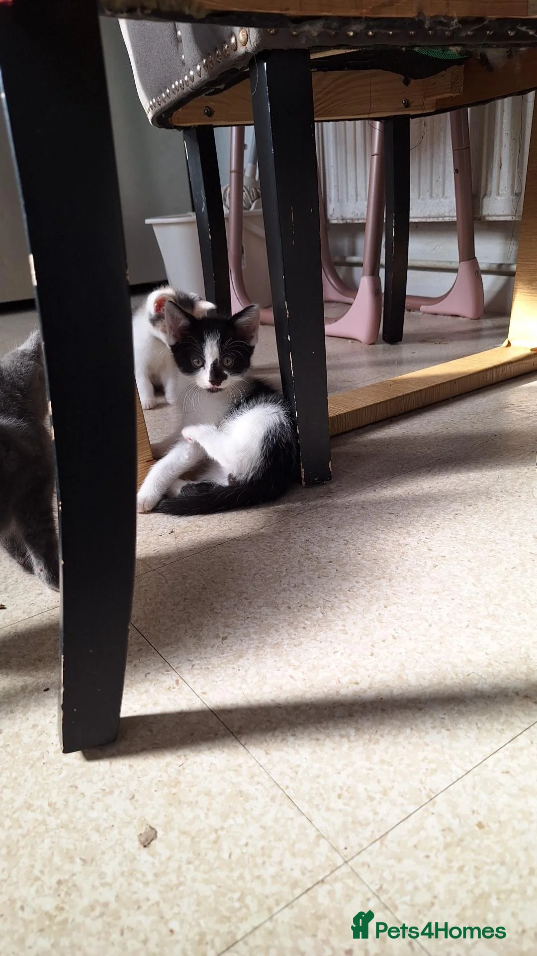 Bengal cats for sale: Beautiful kittens for sale - Advert 14