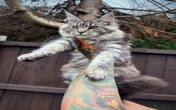 Maine Coon cats for sale: Maine Coons with Tests, Papers & Vet Checks  - Image 13