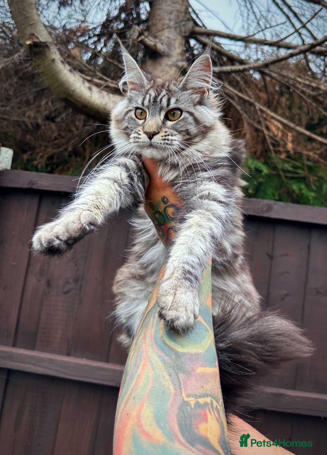 Maine Coon cats for sale: Maine Coons with Tests, Papers & Vet Checks  - Image 13