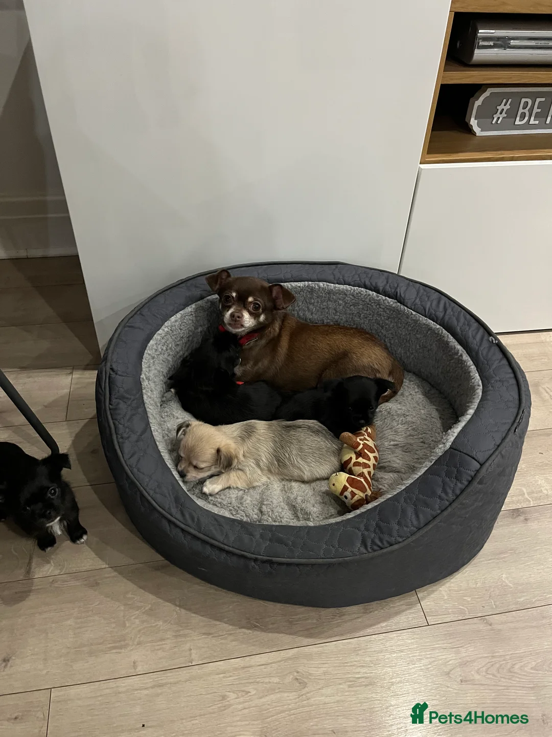 Mixed Breed dogs for sale: Malchi pups available  - Advert 27