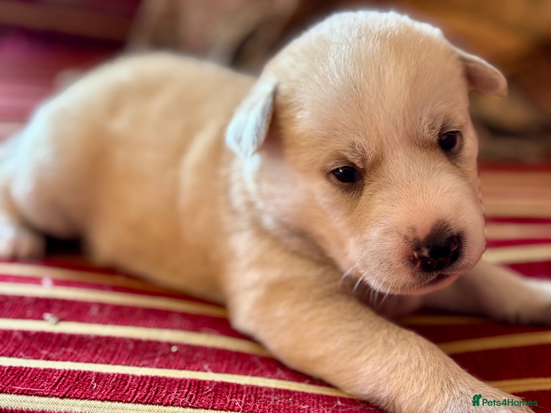 Pomsky dogs for sale: Adorable Blue Eyed 🐾 Long Eared Pomskies  - Image 3