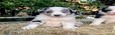 Border Collie 4
