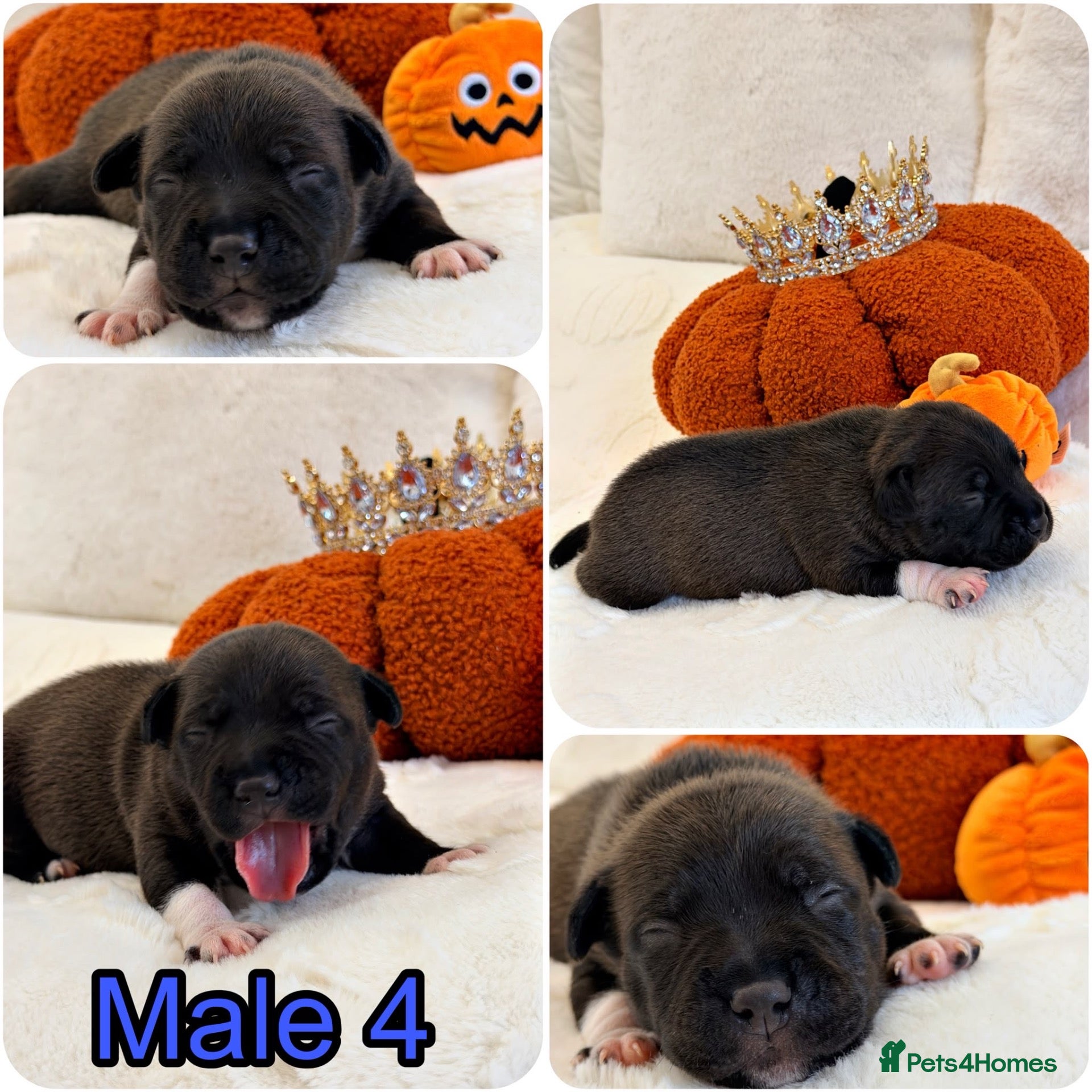 Staffordshire Bull Terrier dogs for sale: 🐾 STAFFORDSHIRE BULL TERRIER  🐾 - Advert 2