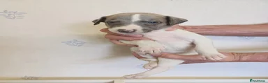 Whippet 9