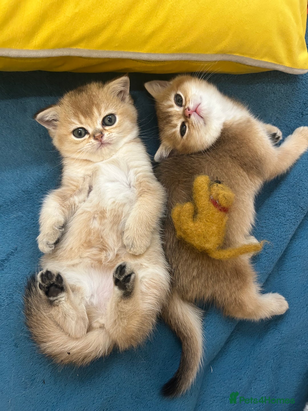 Scottish Fold cats for sale: Gold chinchilla baby’s available  - Advert 19