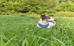 Mixed Breed dogs for adoption: ❤️ Alma – a 1.5-year-old lower-medium girl❤️ - Advert 13