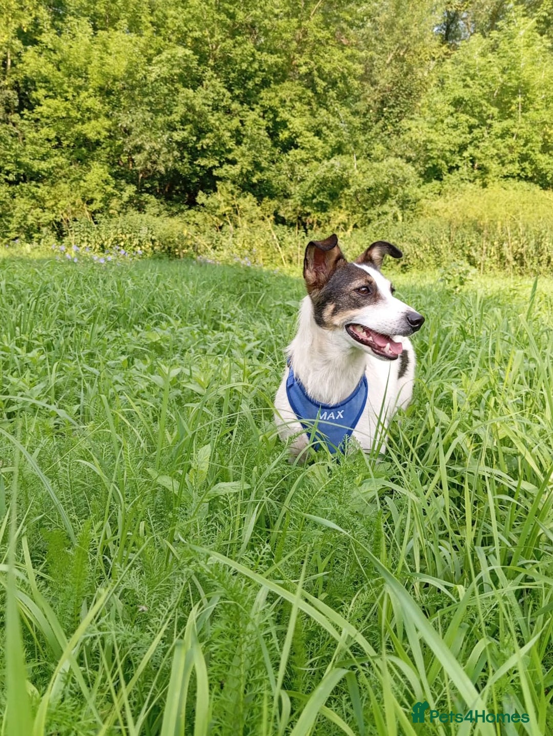 Mixed Breed dogs for adoption: ❤️ Alma – a 1.5-year-old lower-medium girl❤️ - Advert 13