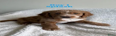 Male 1 - Splash 