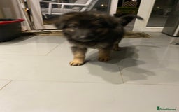 German Shepherd dogs for sale: KC Reg. Amazing Beautiful Girls Awaiting A Home ❤️ - Image 24