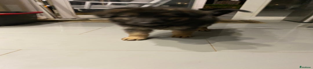 German Shepherd Puppy 8