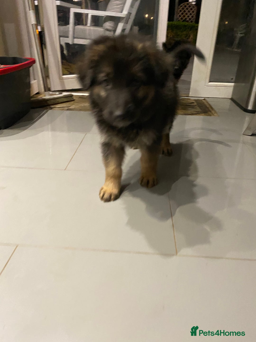 German Shepherd dogs for sale: KC Reg. Amazing Beautiful Girls Awaiting A Home ❤️ - Image 24