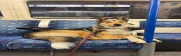 Mixed Breed dogs for sale:  Australian shepherd x boarder collie/rough collie in London - Advert 5