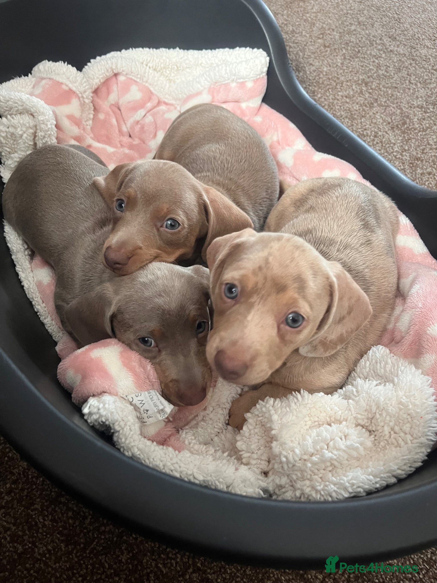 Miniature Dachshund dogs Beautiful miniature dachshunds  - Advert 7