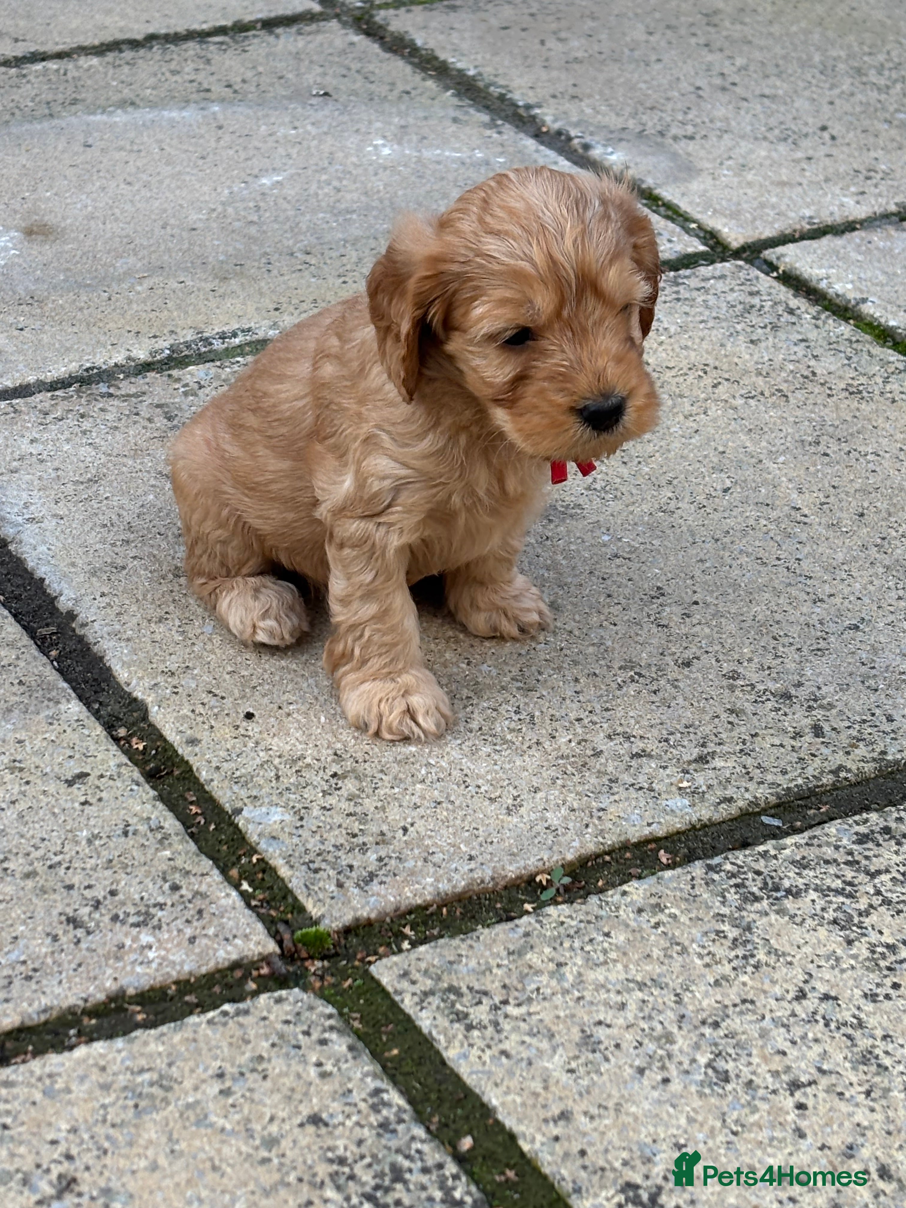 Cockapoo dogs ⭐ F1b cockapoo puppies - Advert 2