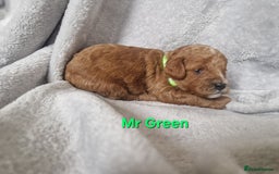 Cavapoo dogs for sale: Health tested stunning cavapoos - Advert 14