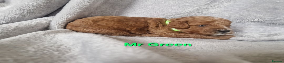 Mr green