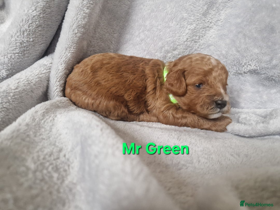 Cavapoo dogs for sale: Health tested stunning cavapoos - Advert 14