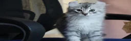 American Curl cats for sale: Pure American curl kittens  - Advert 8