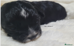Mixed Breed dogs for sale: 🐶 Adorable La-Chon Puppies-Ready 1st December 🐶 - Image 13