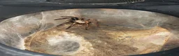 Tarantulas invertebrates for sale: tarantulas, Scorpions, Geckos,bugs and snails. - Advert 2