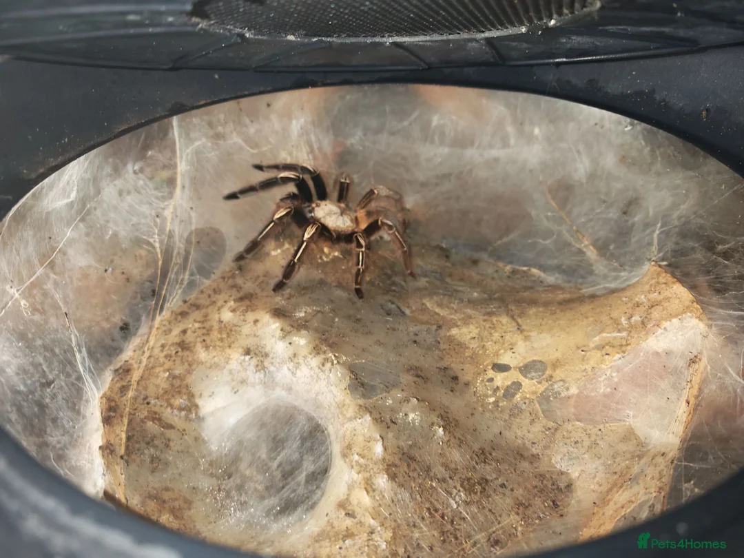 Tarantulas invertebrates for sale: tarantulas, Scorpions, Geckos,bugs and snails. - Advert 2