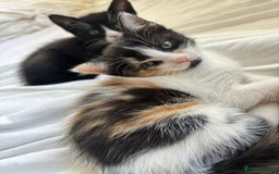 Domestic Shorthair cats for sale: 2 beautiful kittens  - Image 5