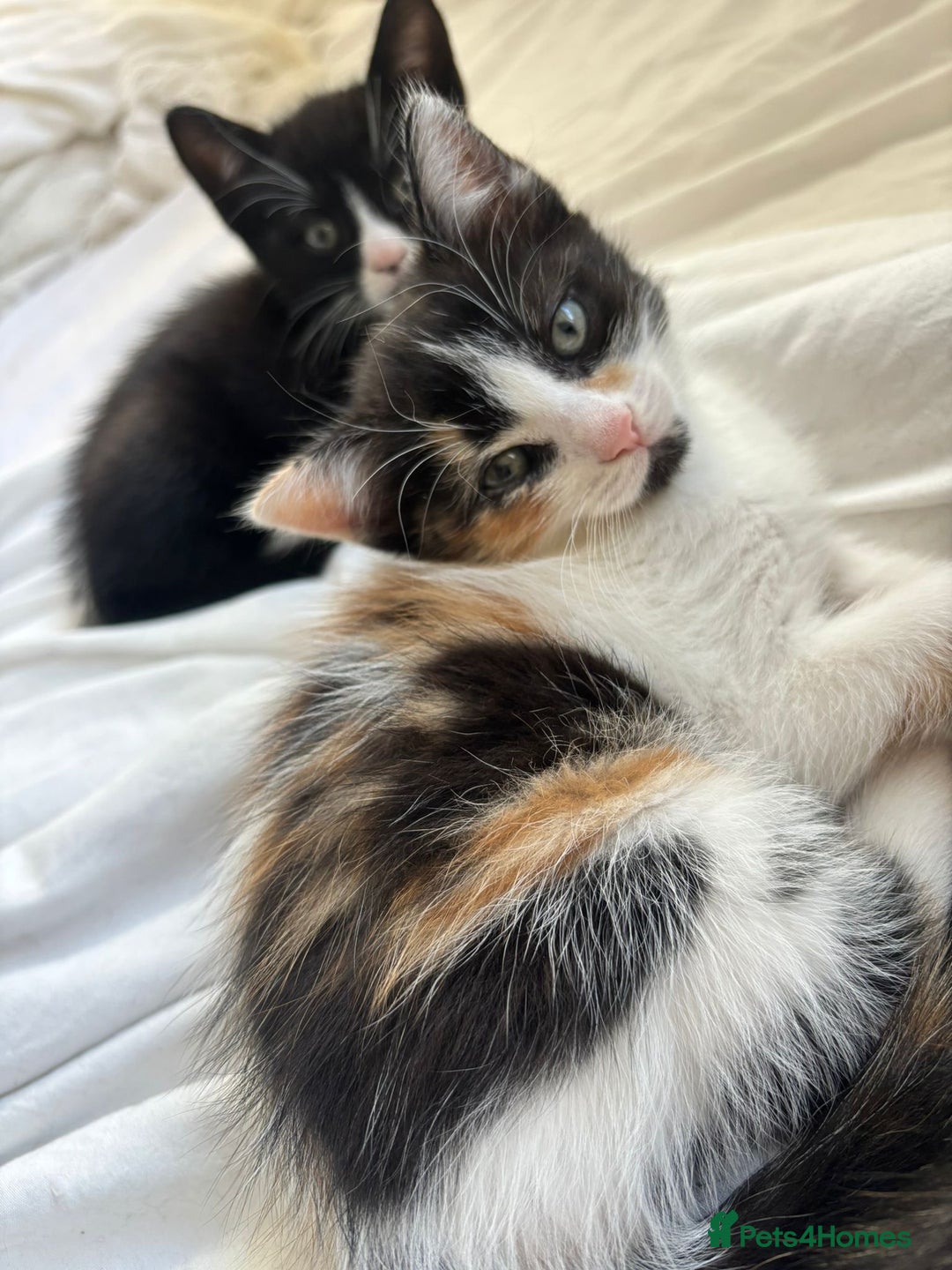 Domestic Shorthair cats for sale: 2 beautiful kittens  - Image 5