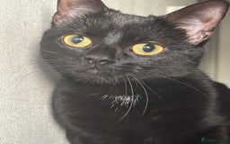 Bombay cats for sale: Lulu  - Image 2