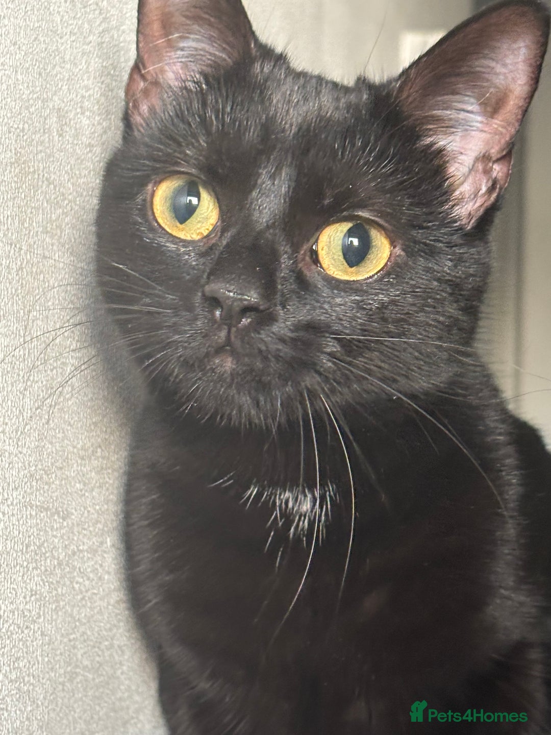 Bombay cats for sale: Lulu  - Image 2