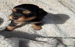 Mixed Breed dogs for sale: Cockapoo x Pomeranian puppies  - Image 4