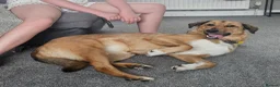 Mixed Breed dogs for adoption: Piglet is looking for a home! in Littleborough - Advert 7
