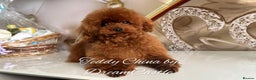 Toy Poodle dogs for stud: Red asian poodle for stud - Advert 1