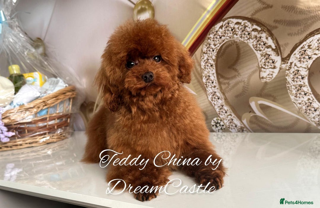 Toy Poodle dogs for stud: Red asian poodle for stud - Advert 1