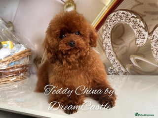 Toy Poodle dogs for stud: Red asian poodle for stud - Advert 1