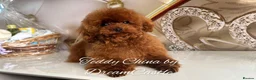 Toy Poodle dogs for stud: Red asian poodle for stud - Advert 1