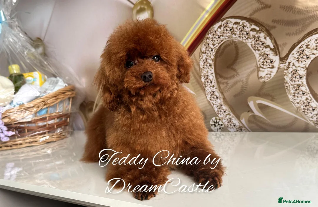 Toy Poodle dogs for stud: Red asian poodle for stud - Advert 1