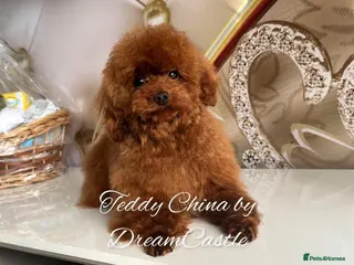 Toy Poodle dogs Red asian poodle for stud - Advert 1