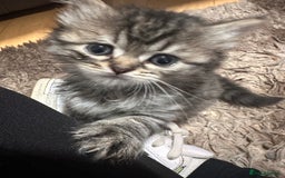 British Longhair cats for sale: British long hair x tabby - Image 8