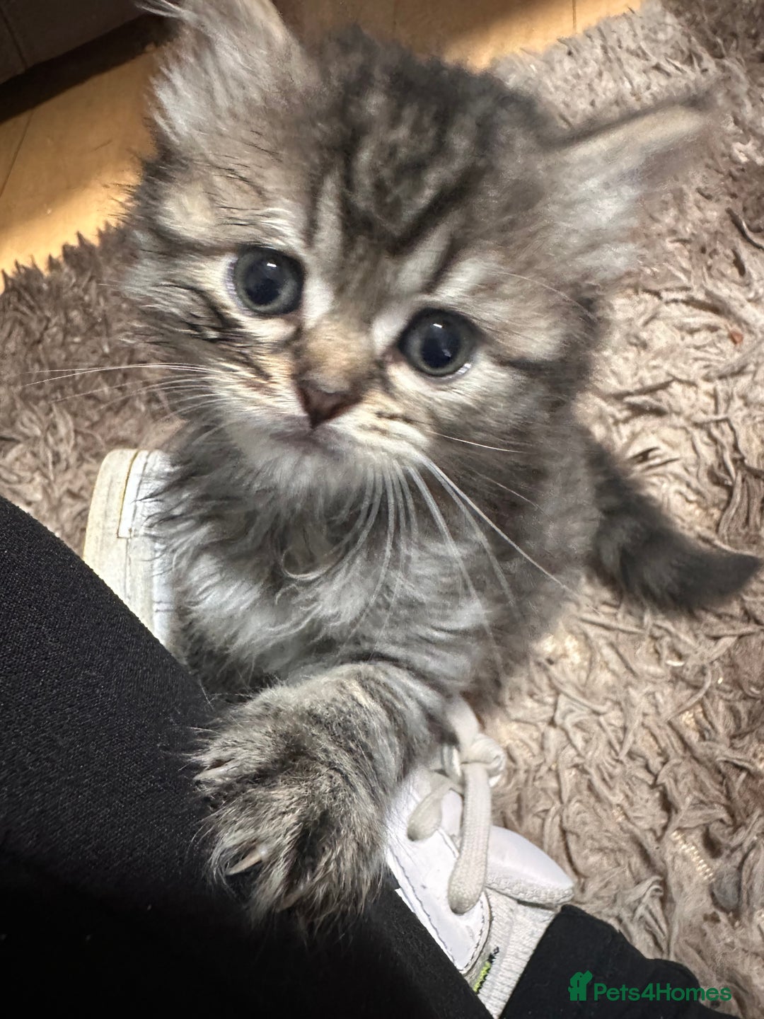 British Longhair cats for sale: British long hair x tabby - Image 8
