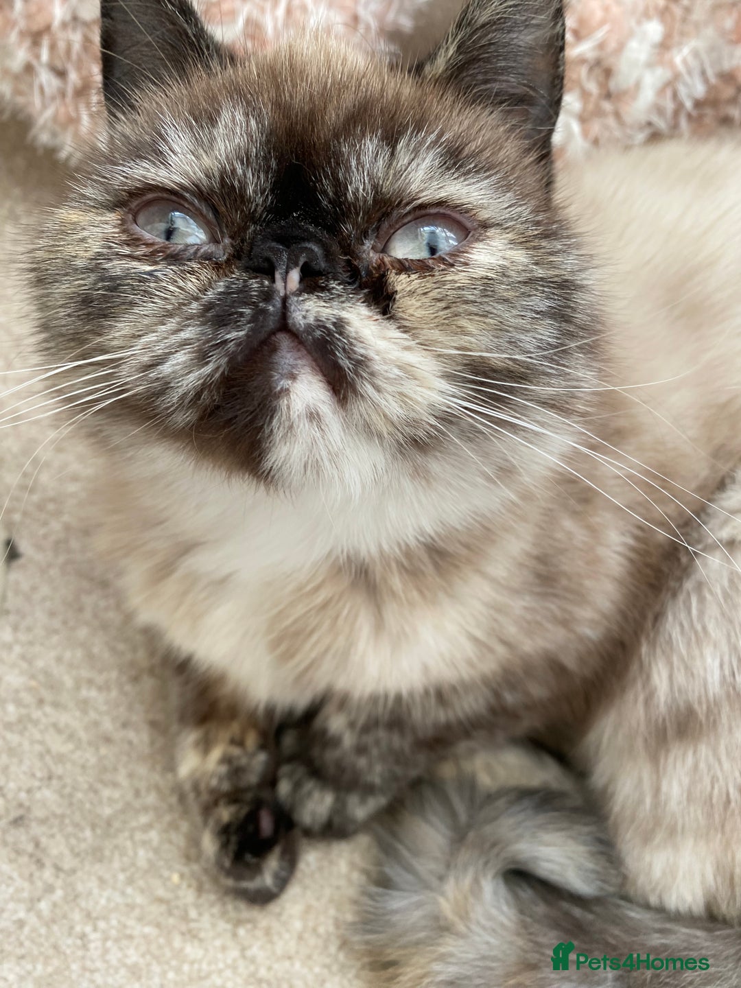 Exotic cats for sale: Fawn colour point Merle Exotic  - Image 8