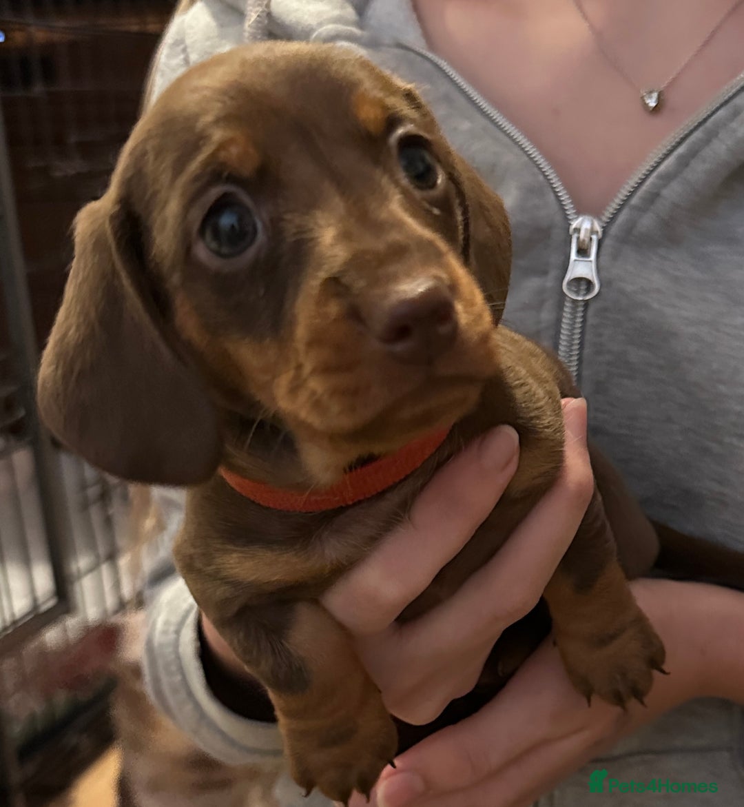Miniature Dachshund dogs for sale: Gorgeous Miniature Dachshund Puppies!! - Image 8