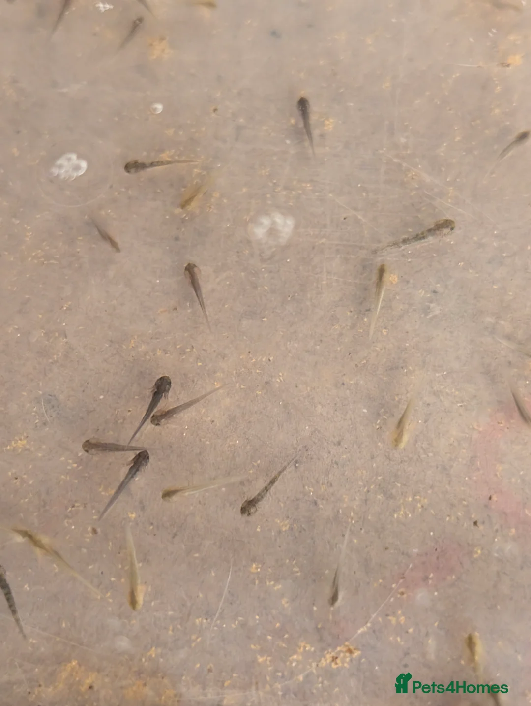 Axolotl reptiles for sale: Axolotl hatchlings and eggs - Advert 7