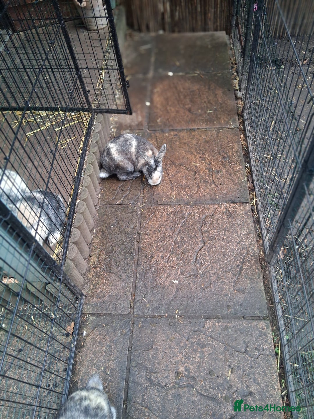 Mixed Breed rabbits for sale: Super cute rex x lop bunnies - Advert 4