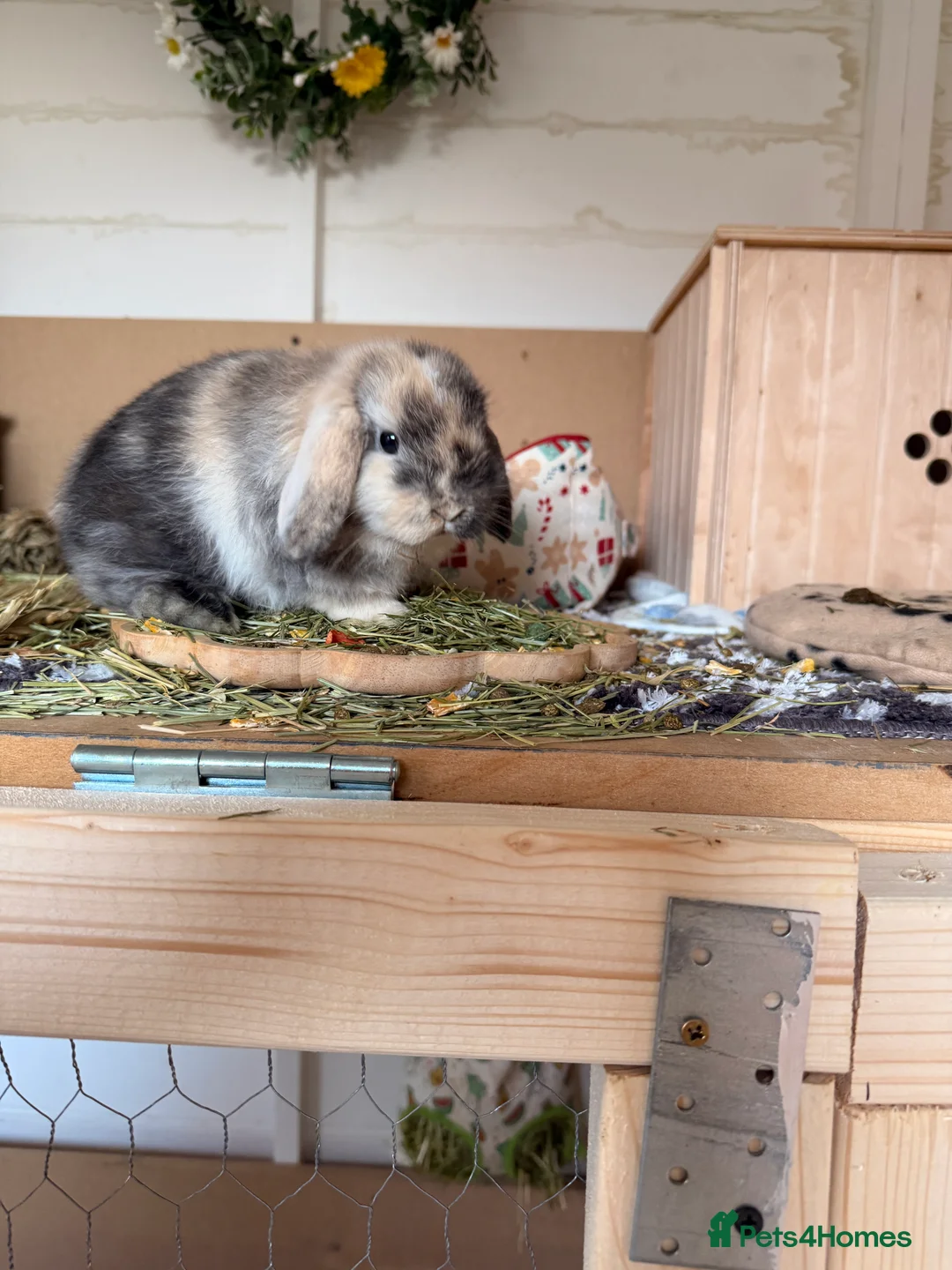 Mini Lop rabbits for sale: Two beautiful mini lops male/female - Advert 7