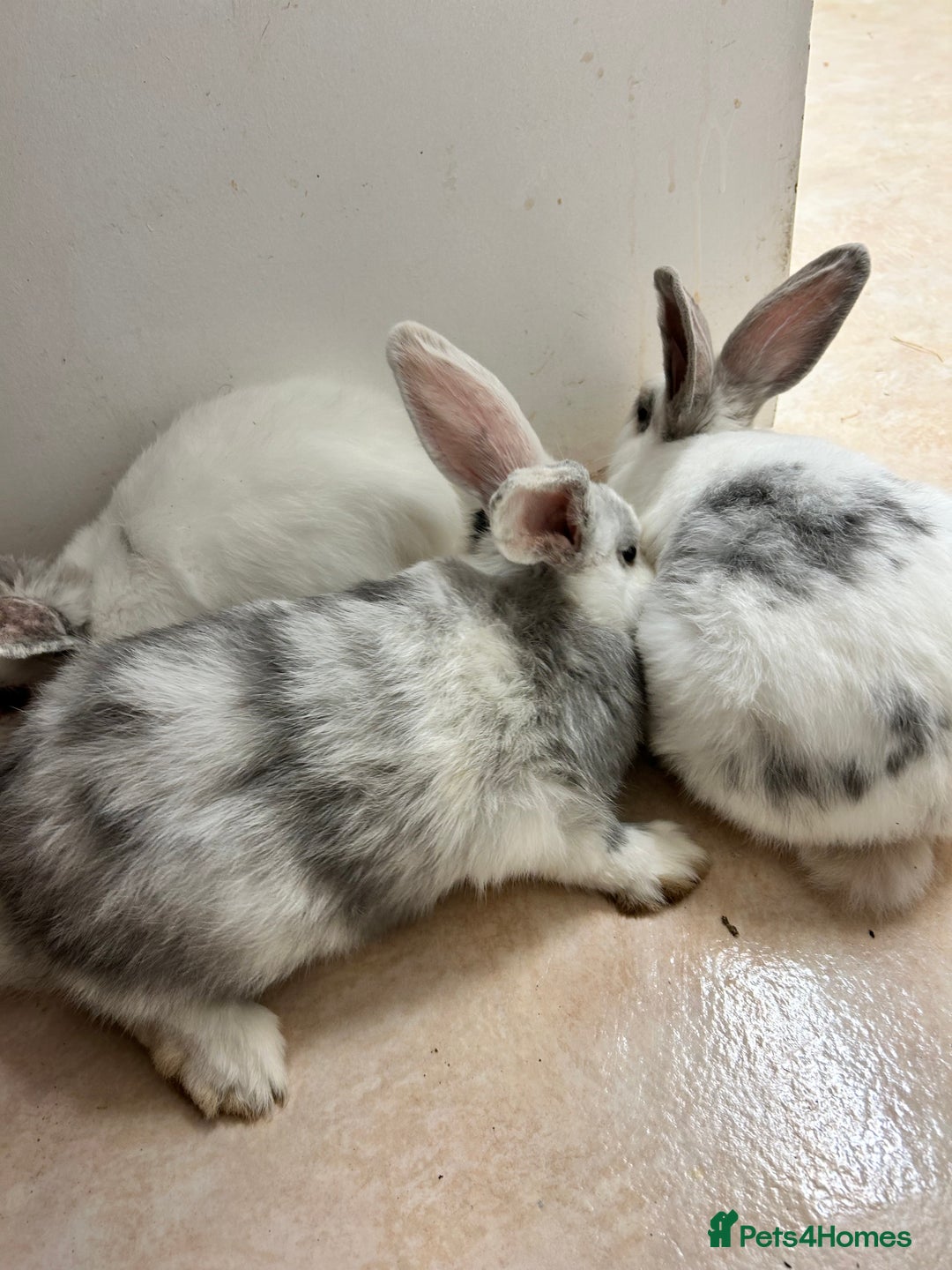 Mixed Breed rabbits for sale: Mixed bunnies - Image 9