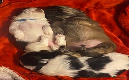 Shih Tzu dogs for sale: Puppy for sale  - Image 9