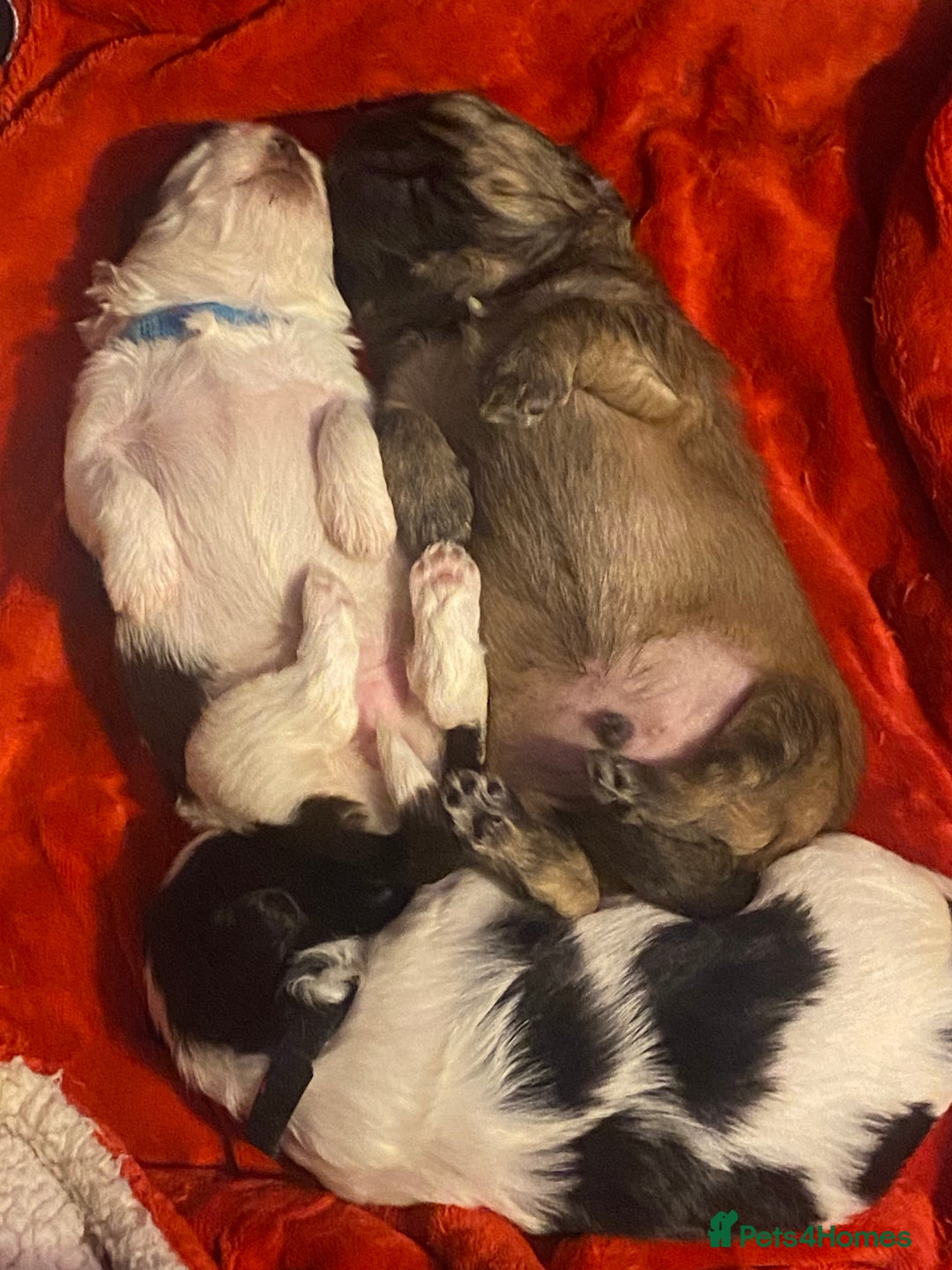 Shih Tzu dogs for sale: Puppy for sale  - Image 9